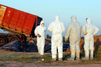 WESTERN NEGEV - MARCH 18: Agriculture Ministry are burying the carcasses of dead turkeys at Kibbutz En Hashlosha in the western Negev on Saturday March 18, 2006.